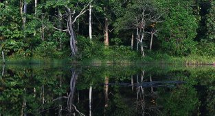 Doğal KAUÇUK üretimini teşvik ediyorlar: PIRELLI - BMW GROUP VE BIRDLIFE INTERNATIONAL...