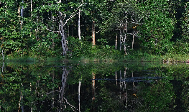 Doğal KAUÇUK üretimini teşvik ediyorlar: PIRELLI - BMW GROUP VE BIRDLIFE INTERNATIONAL...