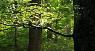 Elyafının doğada çözünebildiğini doğruladı - Kaliforniya Üniversitesi’nin Scripps Oseanografi Enstitüsü...