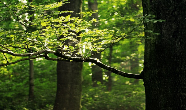 Elyafının doğada çözünebildiğini doğruladı - Kaliforniya Üniversitesi’nin Scripps Oseanografi Enstitüsü...
