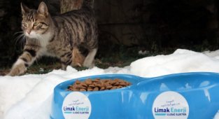 Kış soğuklarında sokak hayvanlarını unutmayalım - Limak Enerji Uludağ Elektrik!