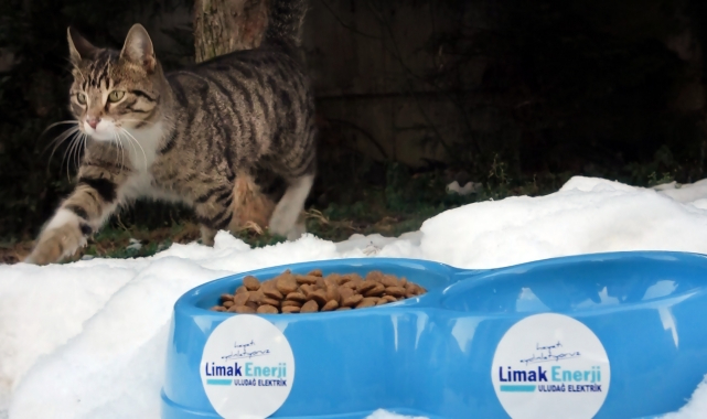 Kış soğuklarında sokak hayvanlarını unutmayalım - Limak Enerji Uludağ Elektrik!