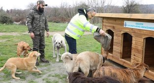 İGDAŞ - Sokak hayvanları için özel kulübeler yaptırdı!