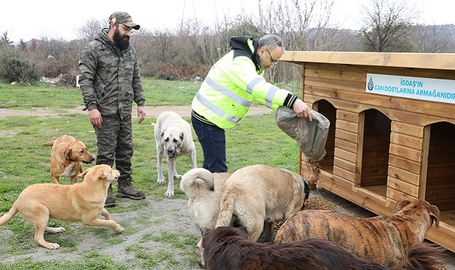 İGDAŞ - Sokak hayvanları için özel kulübeler yaptırdı!