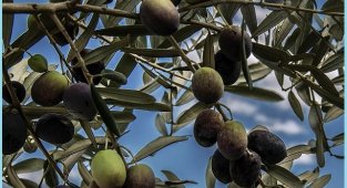 Maden Sahaları için yeni düzenleme - Zeytin bahçeleri taşınabilecek!