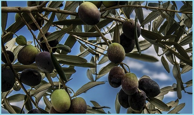Maden Sahaları için yeni düzenleme - Zeytin bahçeleri taşınabilecek!