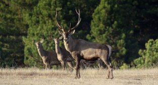 Beypazarı Doğanyurt’ta Yaban Hayatı Kazandı!