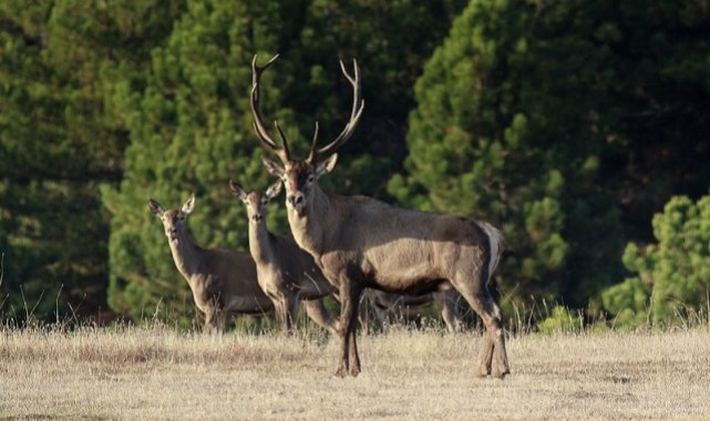 Beypazarı Doğanyurt’ta Yaban Hayatı Kazandı!