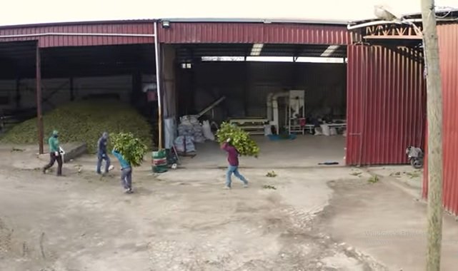 Defne yaprağından yenilenebilir enerji üretimi - Hikayesini merak ediyor musunuz?