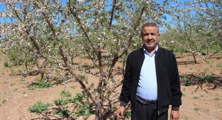 Dicle Elektrik - Şanlıurfalı çiftçinin yüzü badem geliriyle güldü!