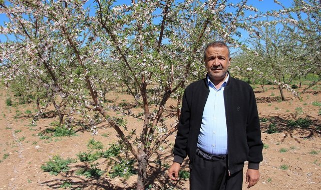 Dicle Elektrik - Şanlıurfalı çiftçinin yüzü badem geliriyle güldü!