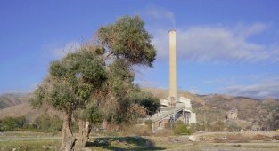 Muğla - Kömür Madeni mi yoksa zeytin mi? Yeni rapor!