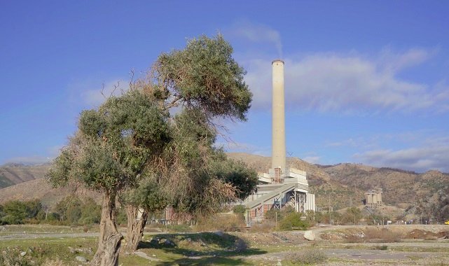 Muğla - Kömür Madeni mi yoksa zeytin mi? Yeni rapor!
