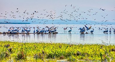 Gelecek nesiller için canlı çeşitliliği bize emanet