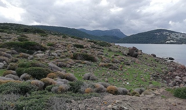 Cengiz İnşaat açıklama yaptı - &#039;ORMANLIK olarak görünen Cennet Koyu fotoğrafı...&#039;