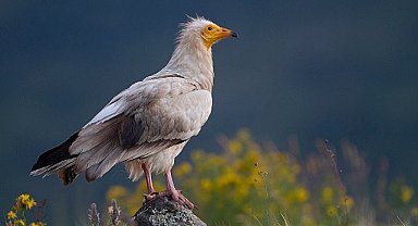 Vaillant - "Küçük Akbabaları Koruma Projesi"