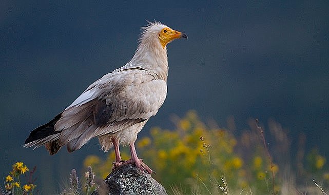 Vaillant - &quot;Küçük Akbabaları Koruma Projesi&quot;