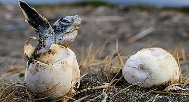 ÇEVRE: Doğal Hayatı Koruma Vakfı - Akyatan'dan güzel haber!