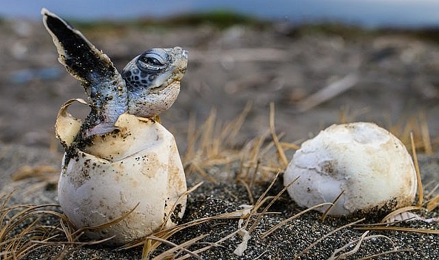 ÇEVRE: Doğal Hayatı Koruma Vakfı - Akyatan&#039;dan güzel haber!