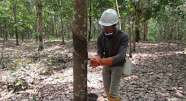 Michelin - 'Endonezya'da sürdürülebilir kauçuk ağacı tesisi geliştirmek için…'