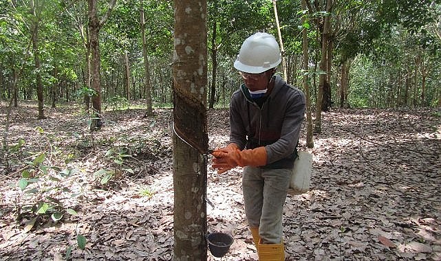 Michelin - &#039;Endonezya&#039;da sürdürülebilir kauçuk ağacı tesisi geliştirmek için…&#039;