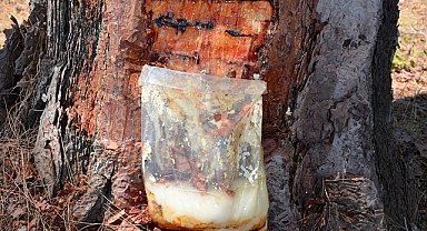 Orman Genel Müdürlüğü - 'Reçineden ekonomiye yıllık 650 bin dolar…'