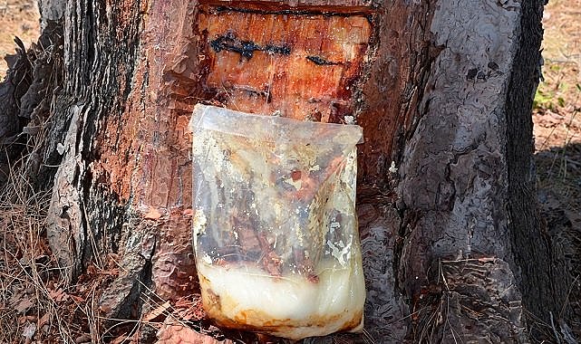 Orman Genel Müdürlüğü - &#039;Reçineden ekonomiye yıllık 650 bin dolar…&#039;