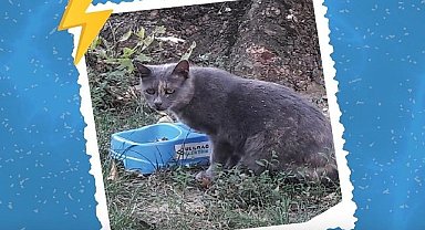 Uludağ Elektrik - Su koyun!