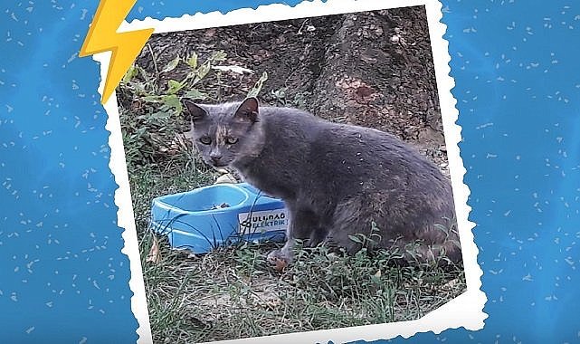 Uludağ Elektrik - Su koyun!