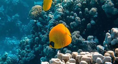 COP27 İklim Konferansı - “Kazanımlar ve Beklentiler”