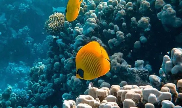 COP27 İklim Konferansı - “Kazanımlar ve Beklentiler”