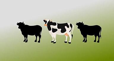 İneğiniz varsa 'Kendi gaz ve elektriğinizi' üretebilirsiniz - Nasıl mı?