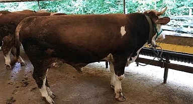 Kurban kesiminde 1 metreye dikkat - Üsküdar Üniversitesi Sağlık Bilimleri Fakültesi...