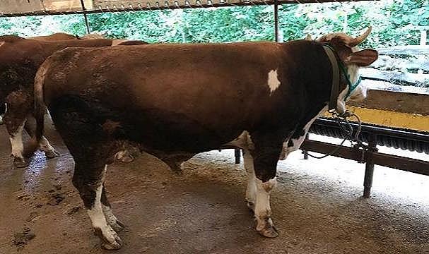 Kurban kesiminde 1 metreye dikkat - Üsküdar Üniversitesi Sağlık Bilimleri Fakültesi...