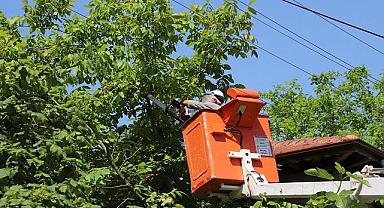 SEDAŞ - Kesintisiz enerji için ağaçları...