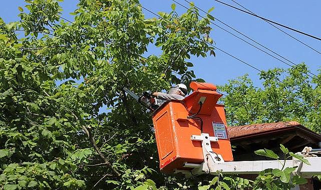 SEDAŞ - Kesintisiz enerji için ağaçları...