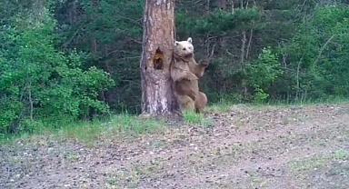 Ayılar nasıl kaşınır? - Doğal Yaşam...