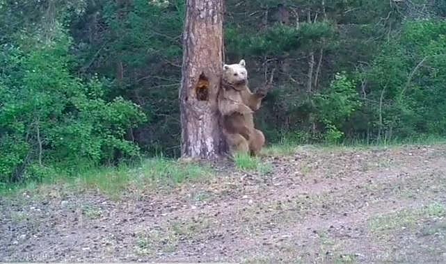 Ayılar nasıl kaşınır? - Doğal Yaşam...
