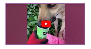 GÜNCEL HABER - Çok susuyorlar!