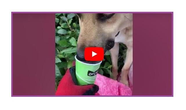 GÜNCEL HABER - Çok susuyorlar!