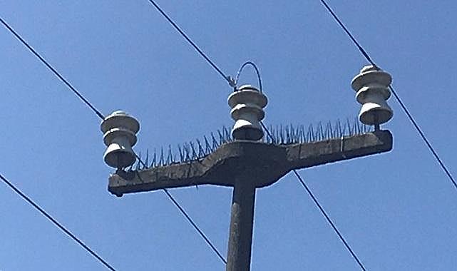 SEDAŞ’tan leyleklerin göç yolculuğunda güvenlik tedbiri