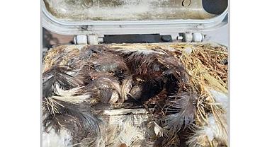 Sokak lambasının içine yuva yaptı - Sürpriz misafir!