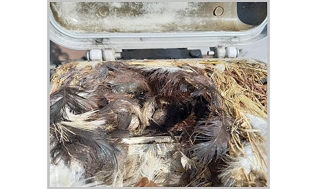 Sokak lambasının içine yuva yaptı - Sürpriz misafir!