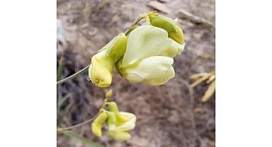 TANAP - Türkiye Biyoçeşitliliğine ve Uluslararası Literatüre Yeni Türler…