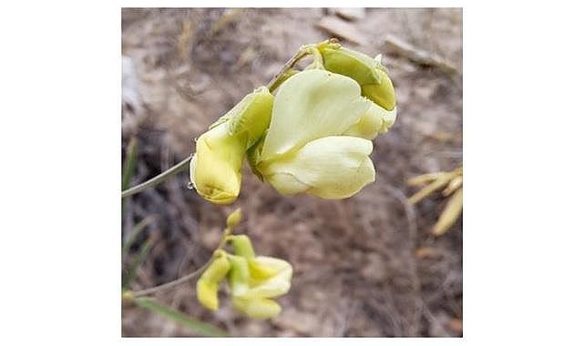 TANAP - Türkiye Biyoçeşitliliğine ve Uluslararası Literatüre Yeni Türler…