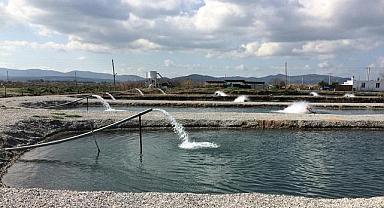 YENİ - Toprak Havuzlarda Balık Üretimi!