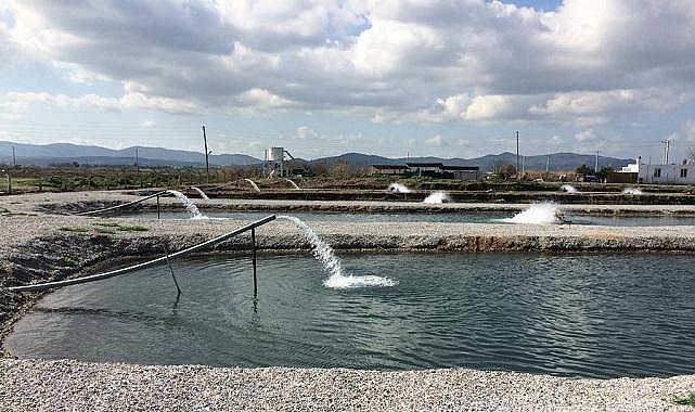YENİ - Toprak Havuzlarda Balık Üretimi!