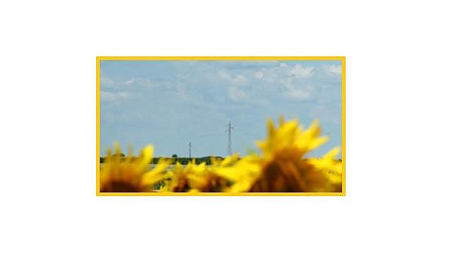 Biyokütle ENERJİ nedir? Ve biyokütle enerji kaynakları hangilerdir?