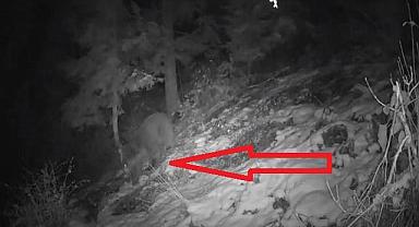 Ayı yine gelmiş - Doğal yaşam...