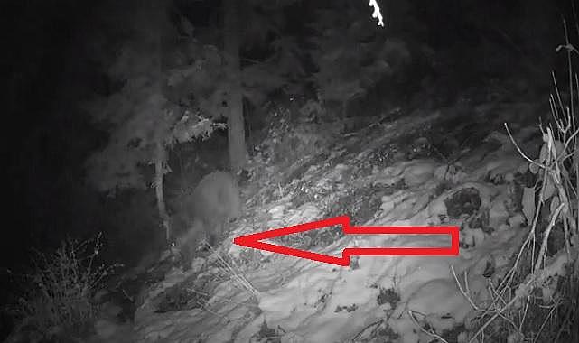 Ayı yine gelmiş - Doğal yaşam...